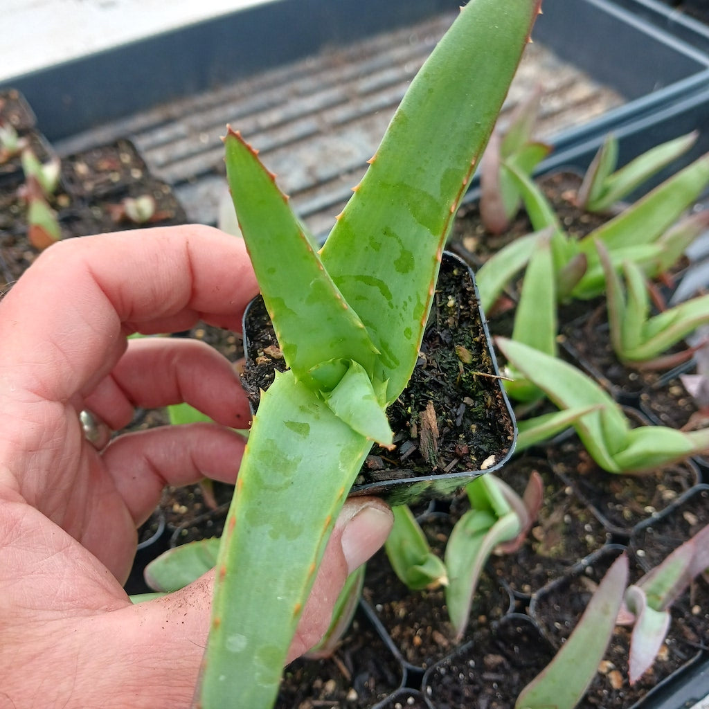 Aloe vanbalenii 2in view from top