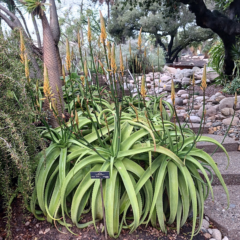 Group of large Aloe vanbalenii at the Huntington Botanical Gardens