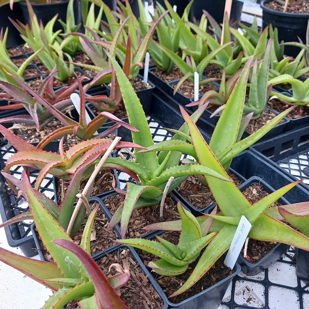 several Aloe vanbalenii