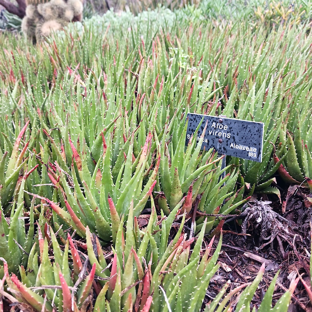 Aloe virens at the Huntington Botanical Gardens