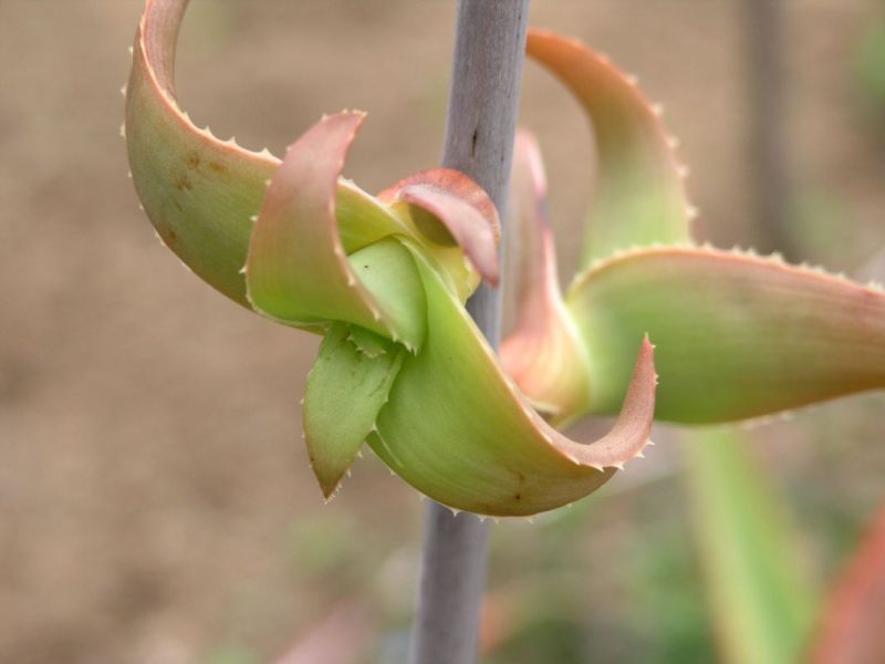 Aloe bulbillifera species showing bulbil