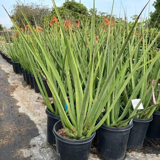 Furcraea macdougalii in 5ga container