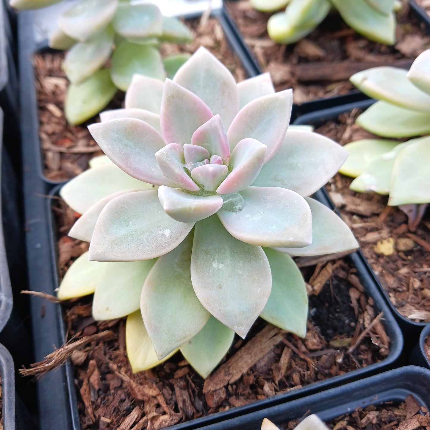 Graptopetalum paraguayense