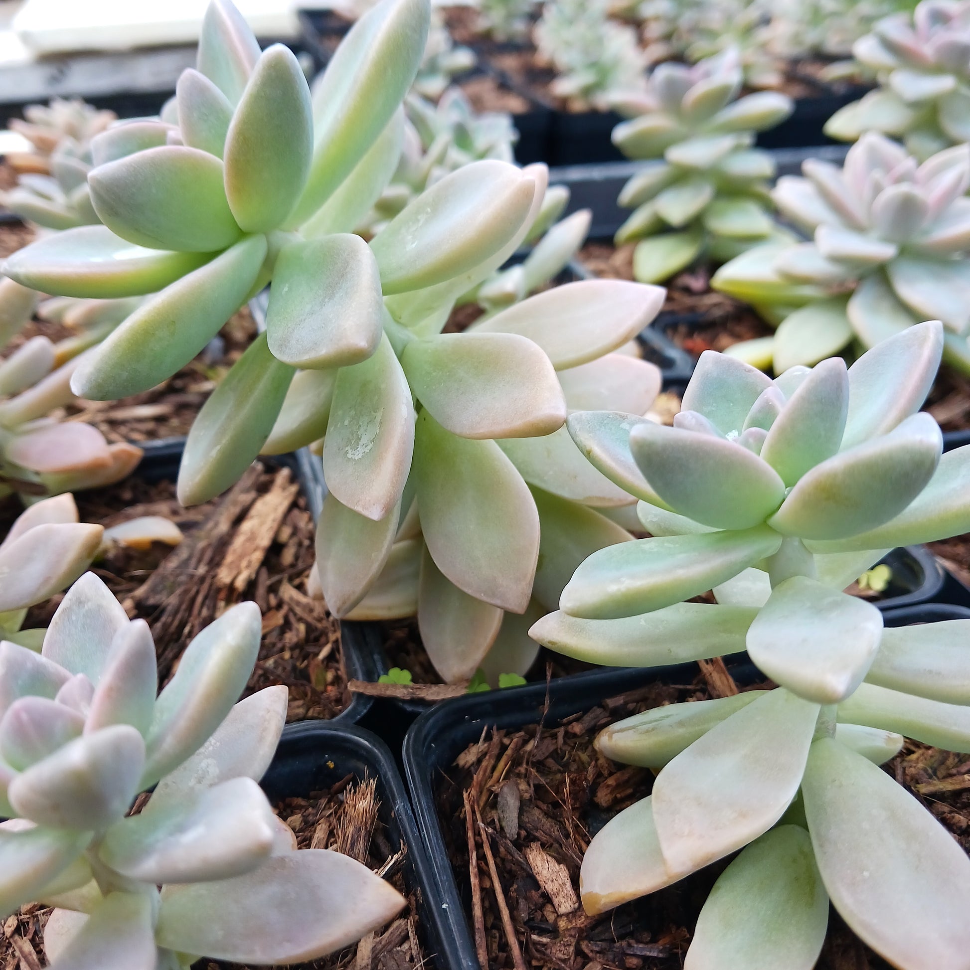 Graptopetalum paraguayense