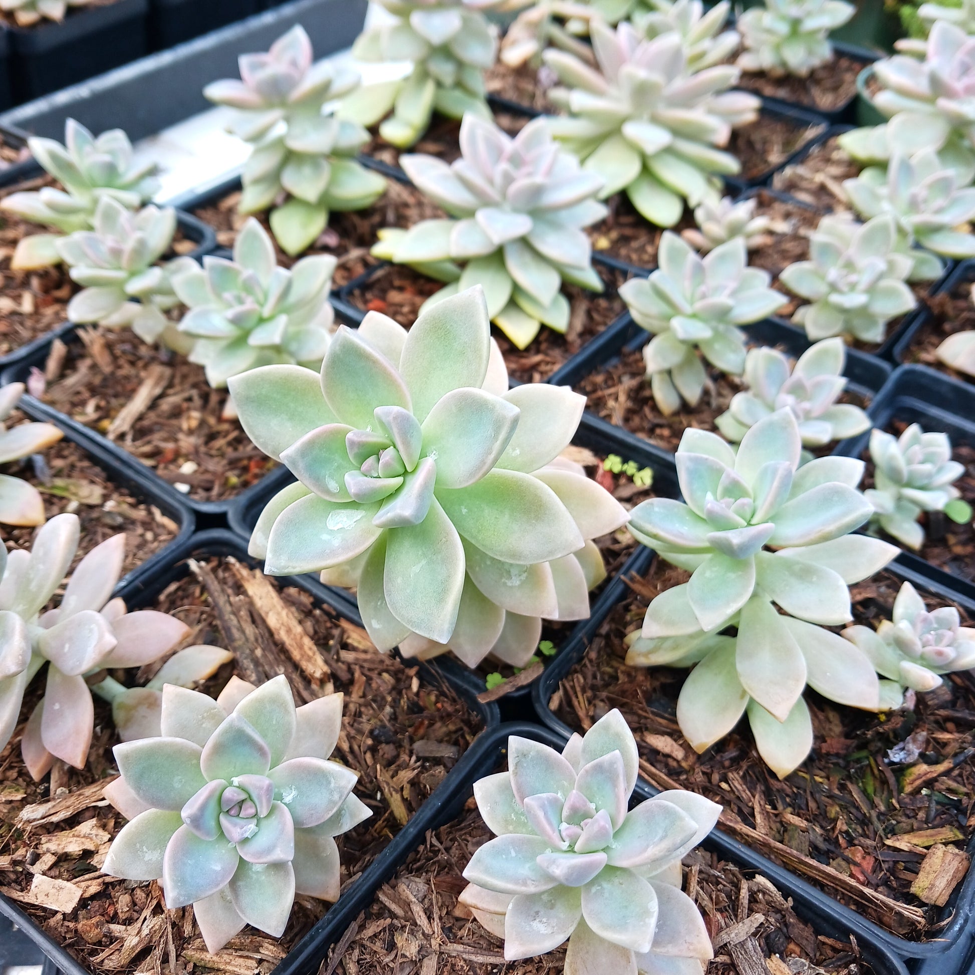 Graptopetalum paraguayense