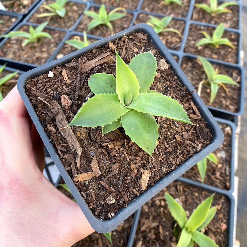 top view of a young Agave Isthmensis