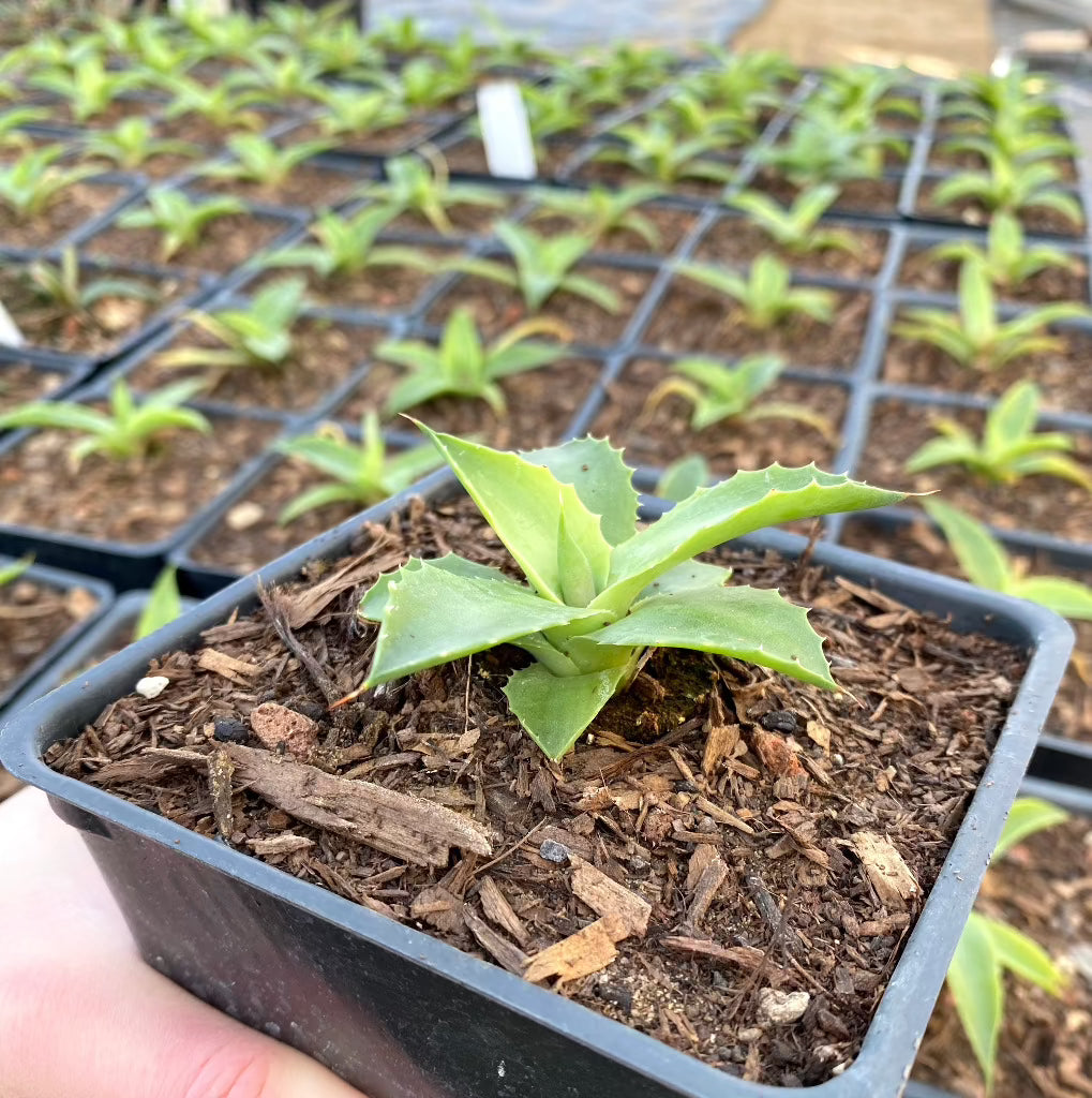 a young Agave Isthmensis in 4in container