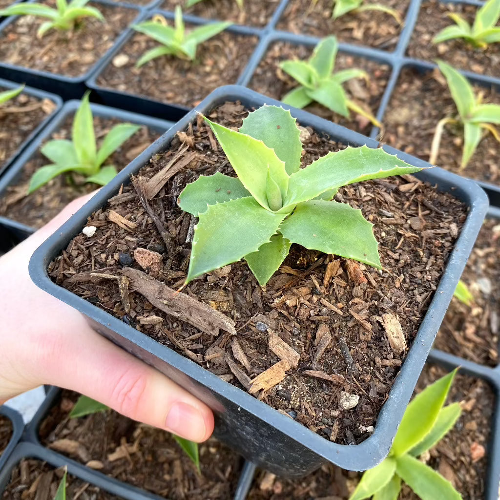 a young Agave Isthmensis in 4in container