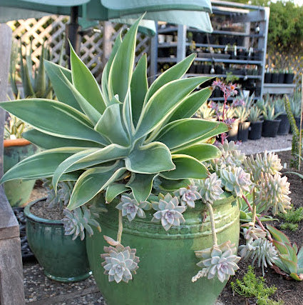 Agave attenuata "Ray of Light" in a pot