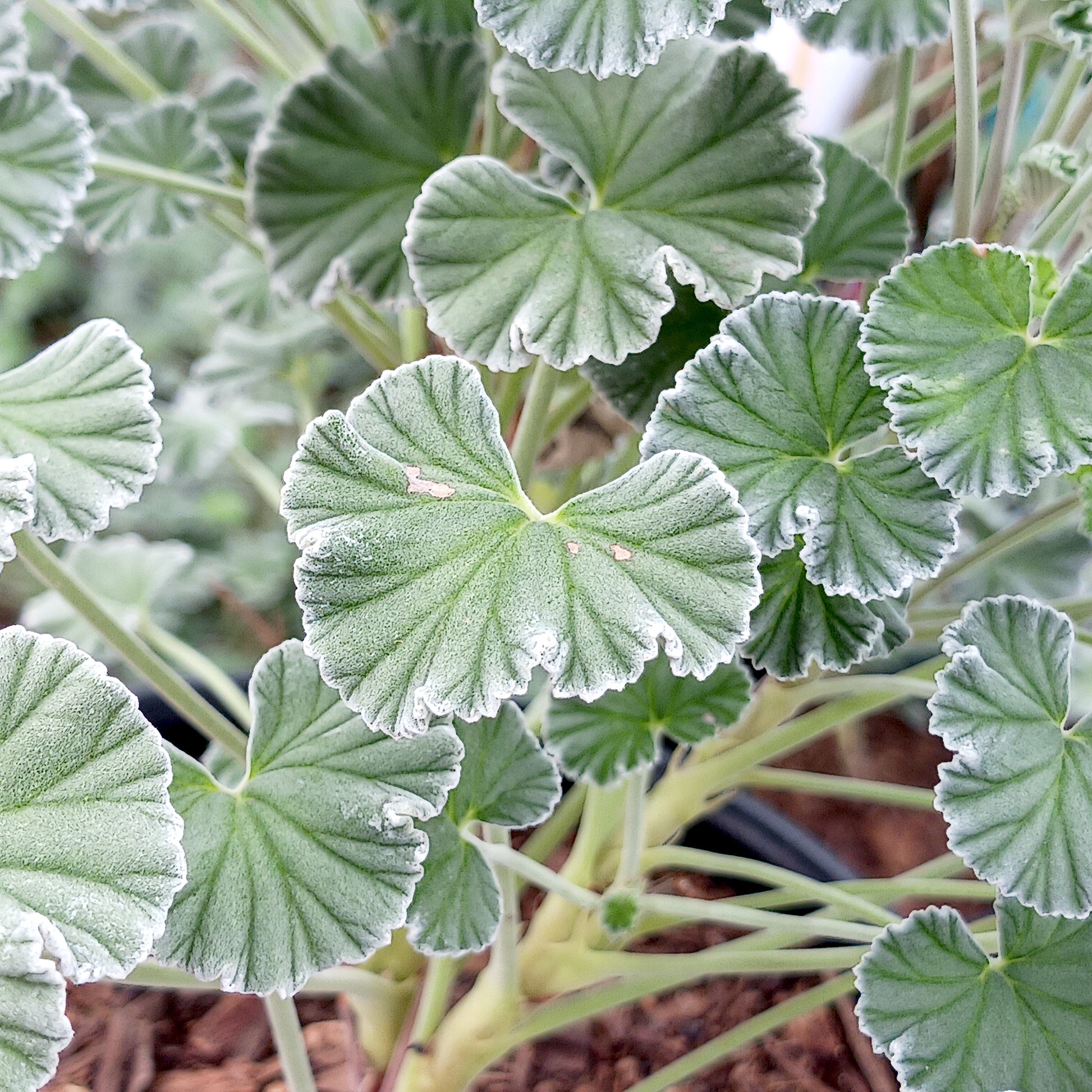 Pelargonium sidoides