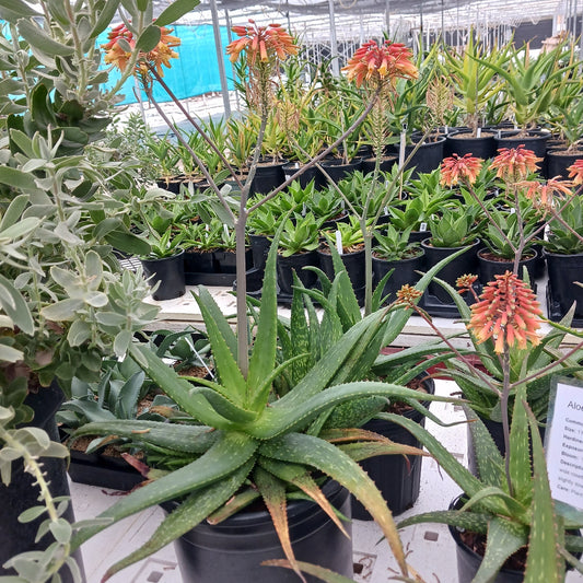 Aloe rooikappie flowering in a 5ga container