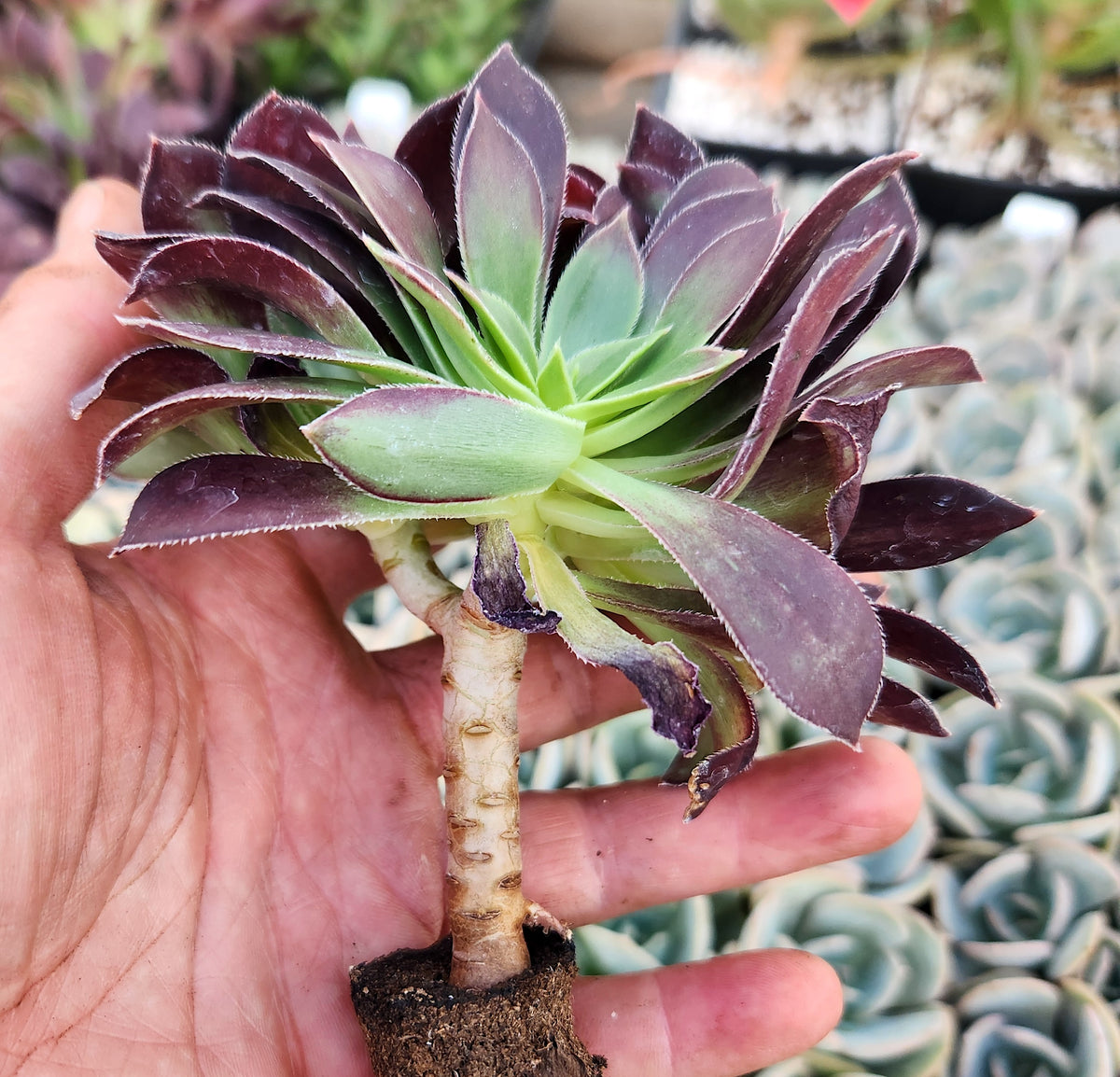Aeonium "Magnum"