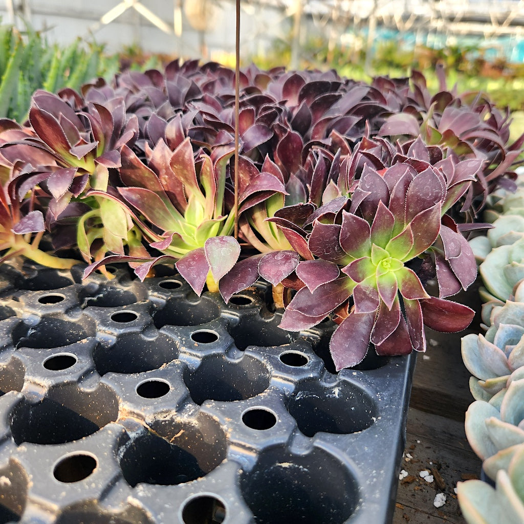 Aeonium "Magnum"