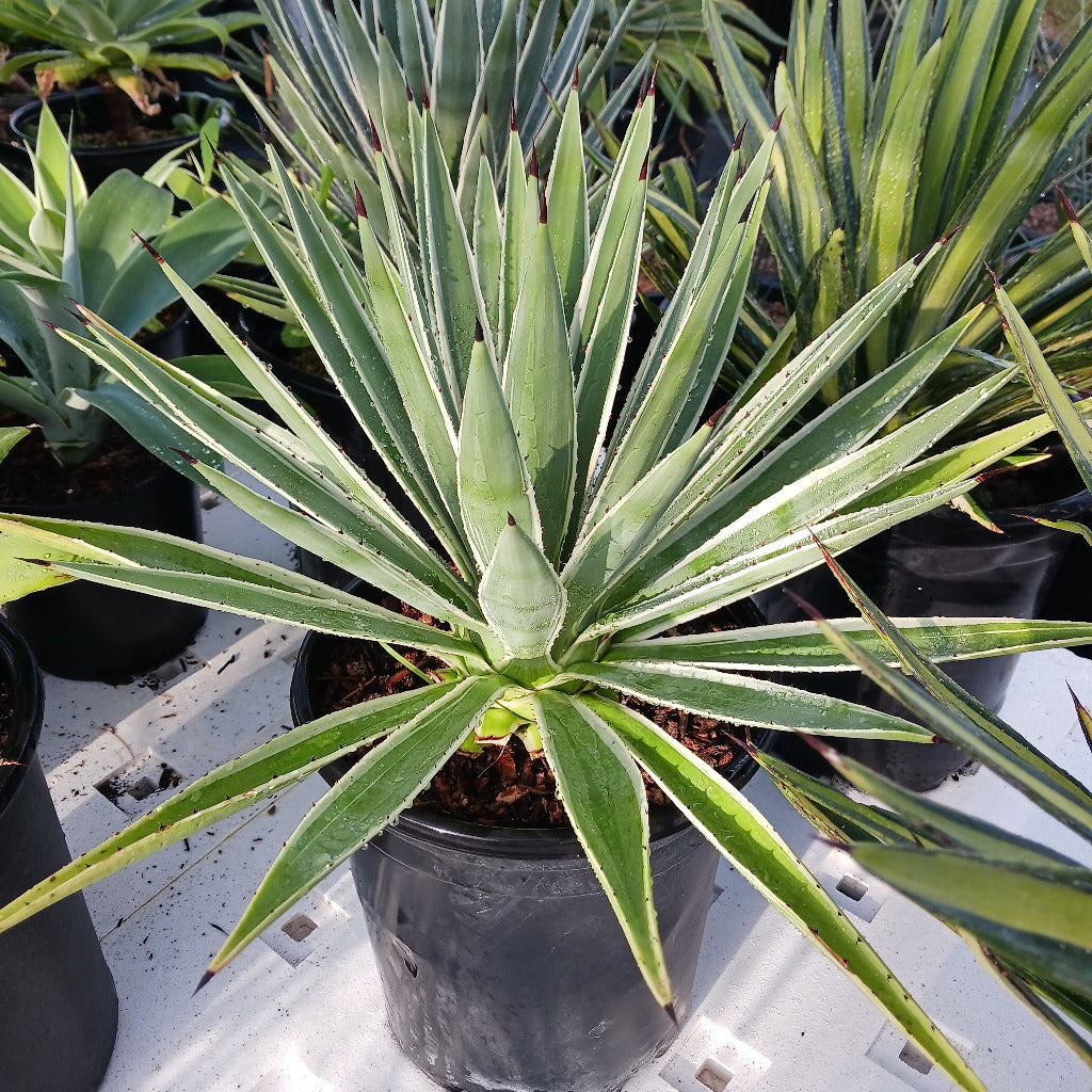 Agave angustifolia in 5ga nursery pot