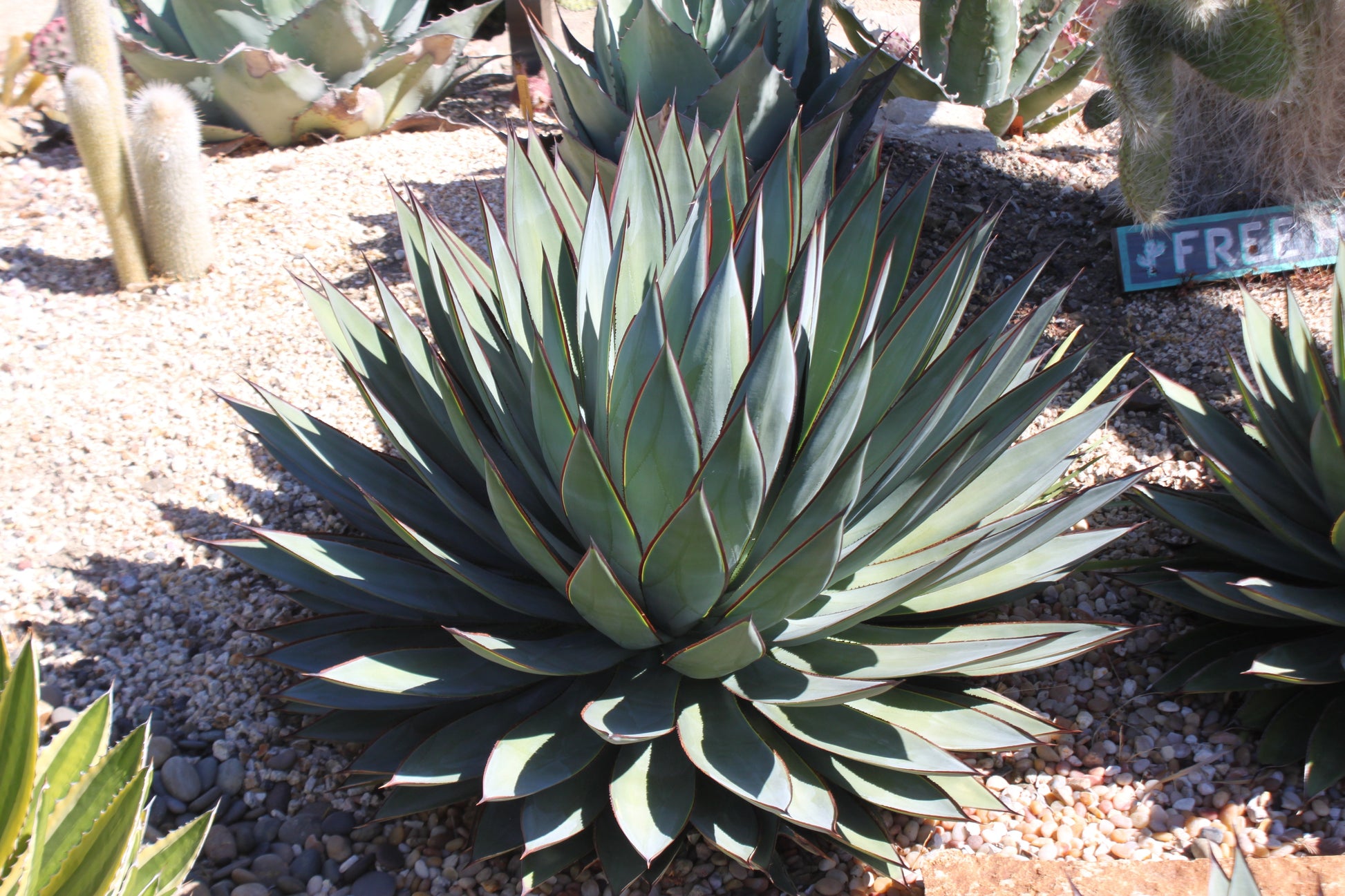A mature Agave BlueGlow planted in garden