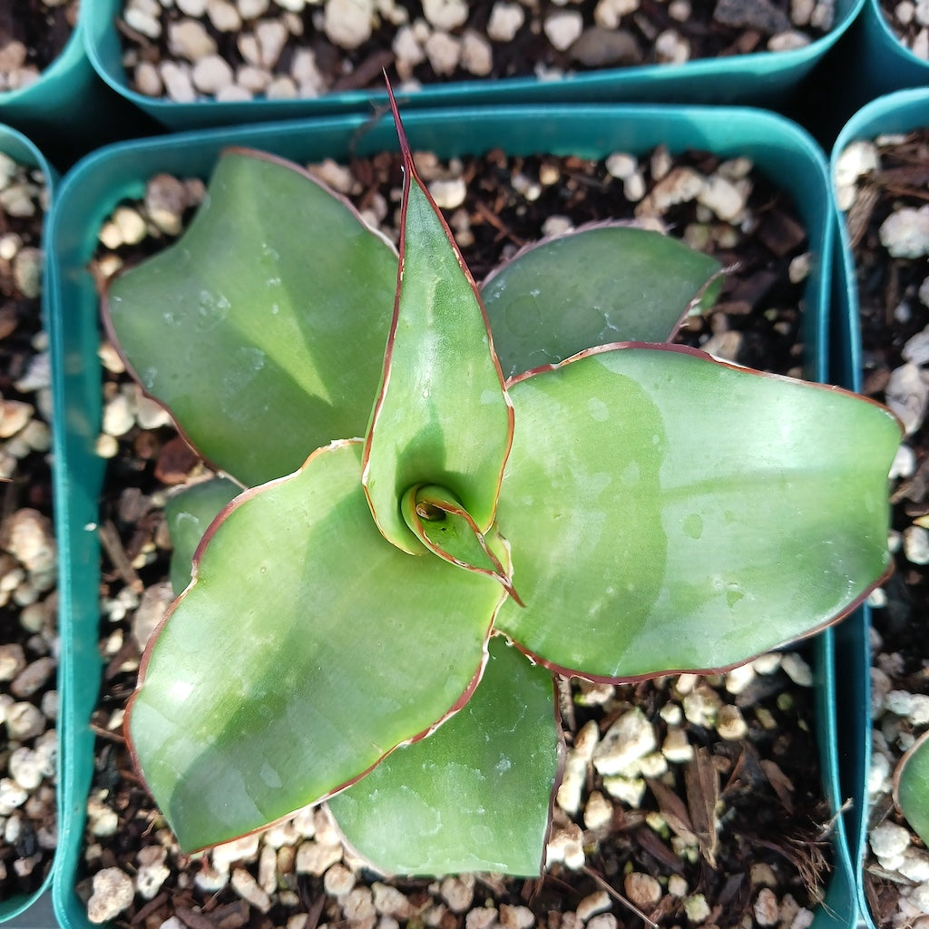 Agave chazaroi