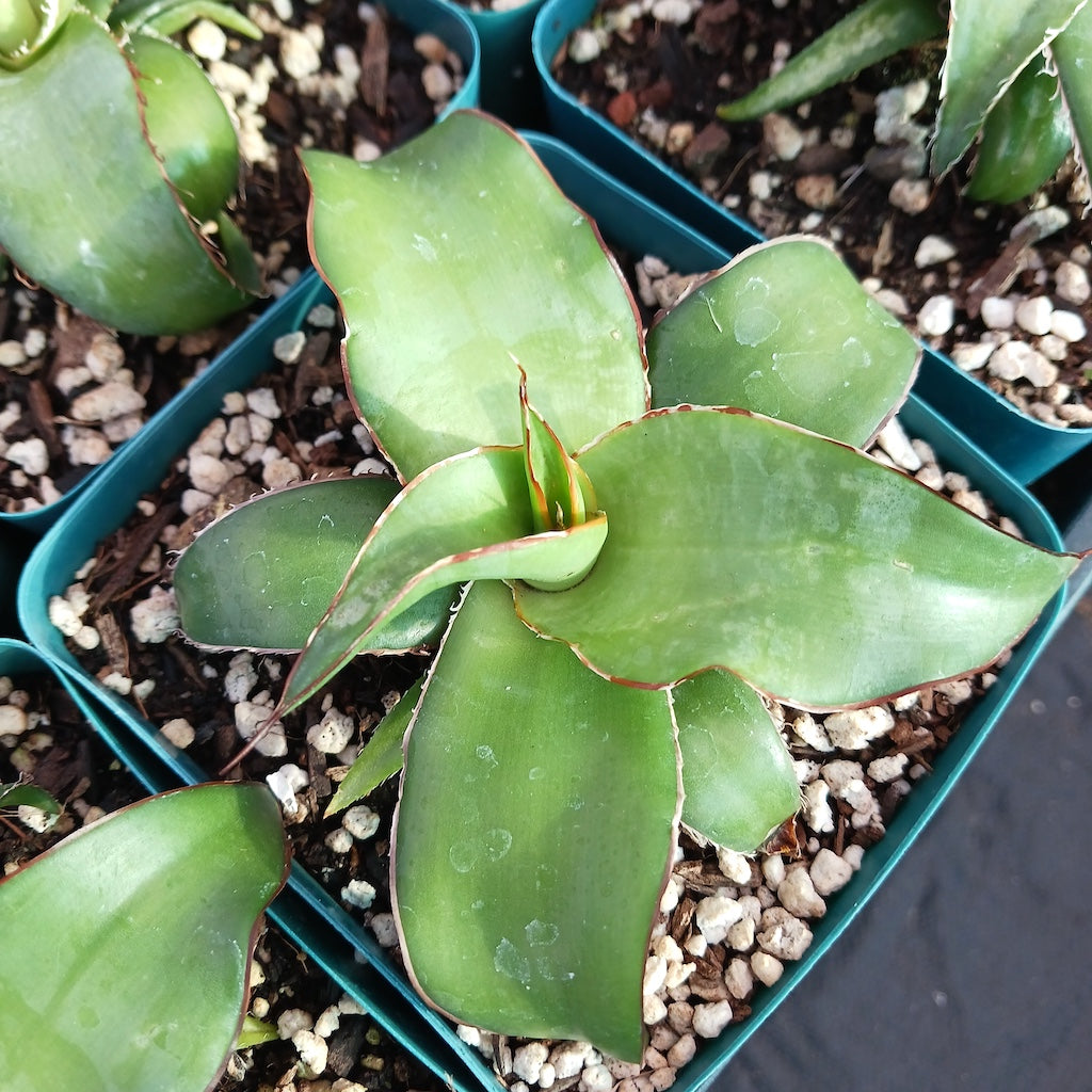 Agave chazaroi