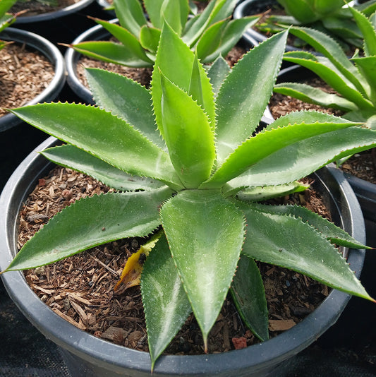 Agave chiapensis in a 5ga nursery container