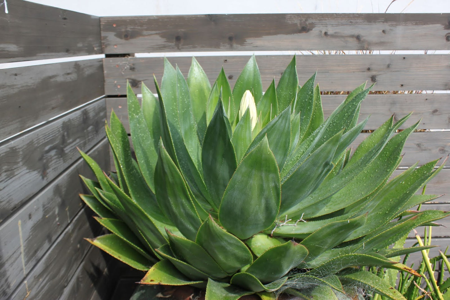 Agave chiapensis