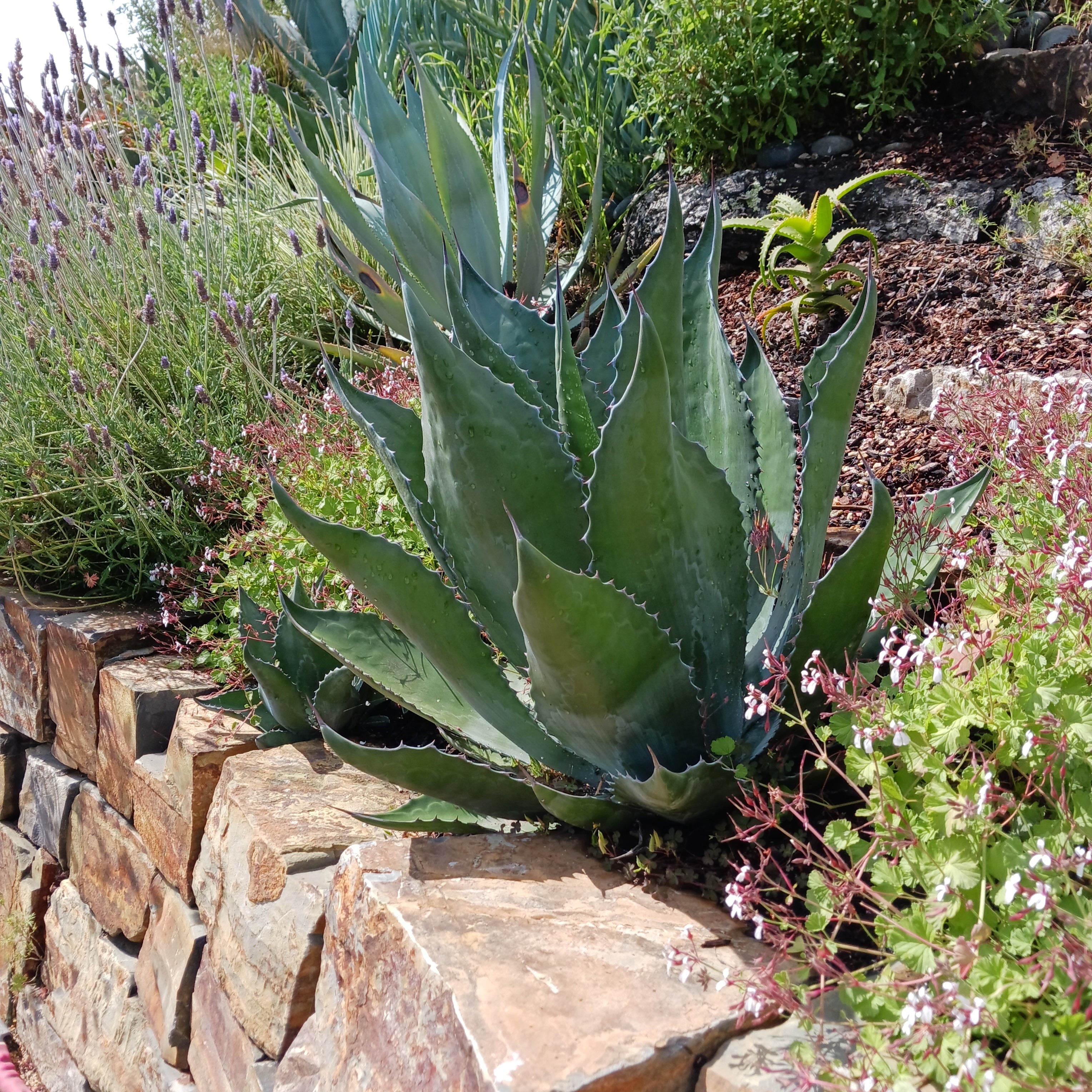 Agave bracteosa 