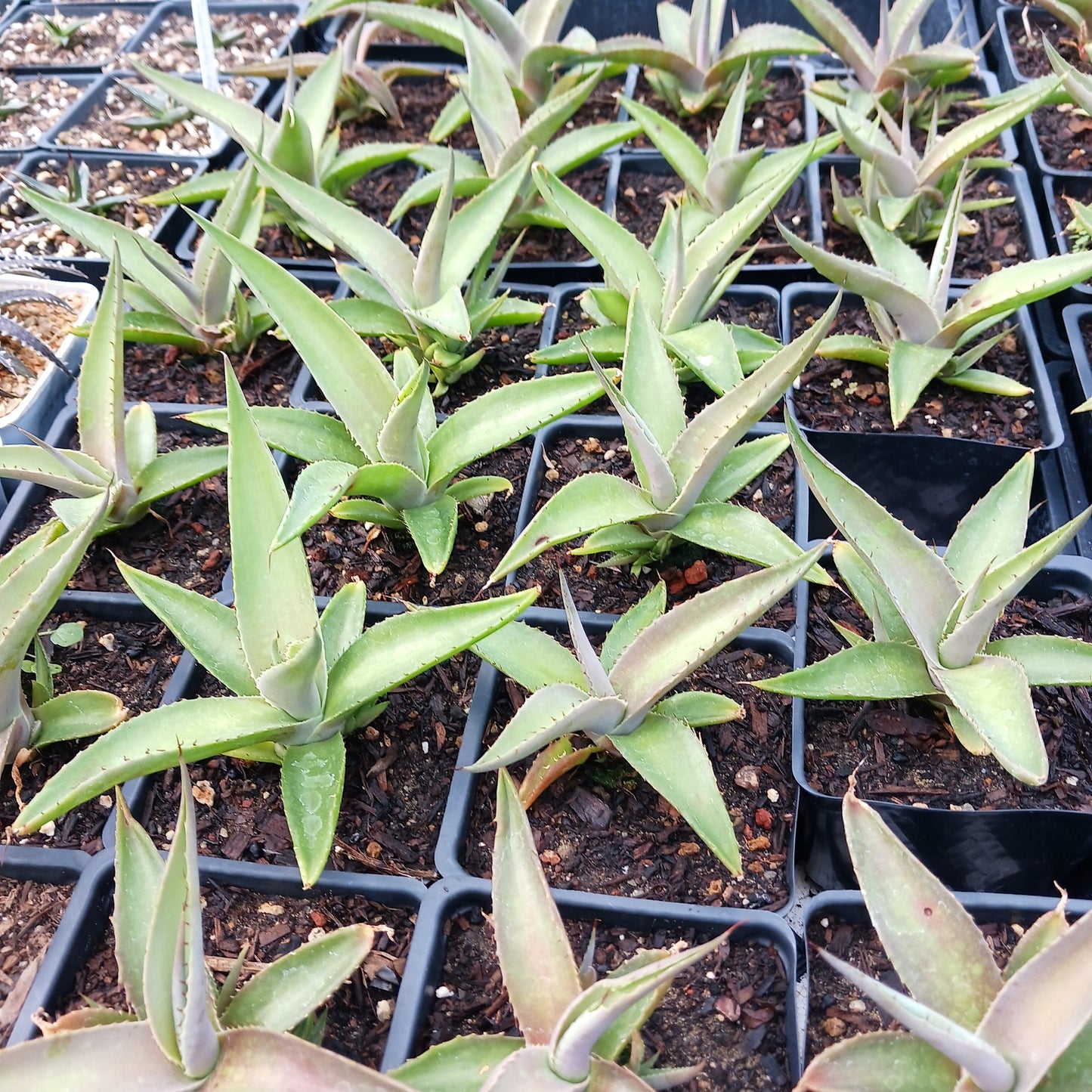 many Agave guiengola "Platinum" in 4in nursery pots