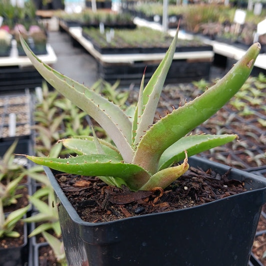 Agave guiengola "Platinum" in 4in nursery pot