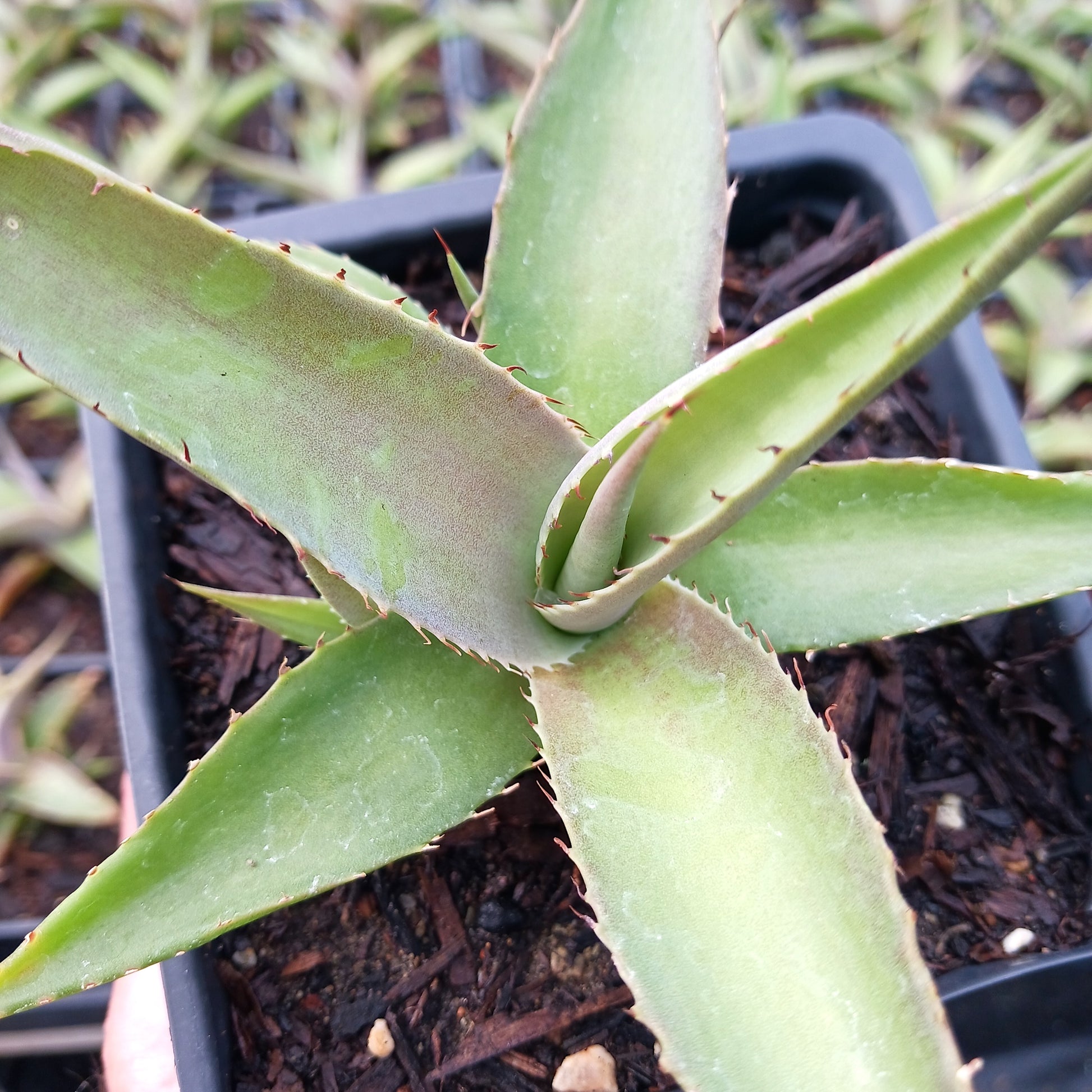 top view of Agave guiengola "Platinum" in 4in nursery pot
