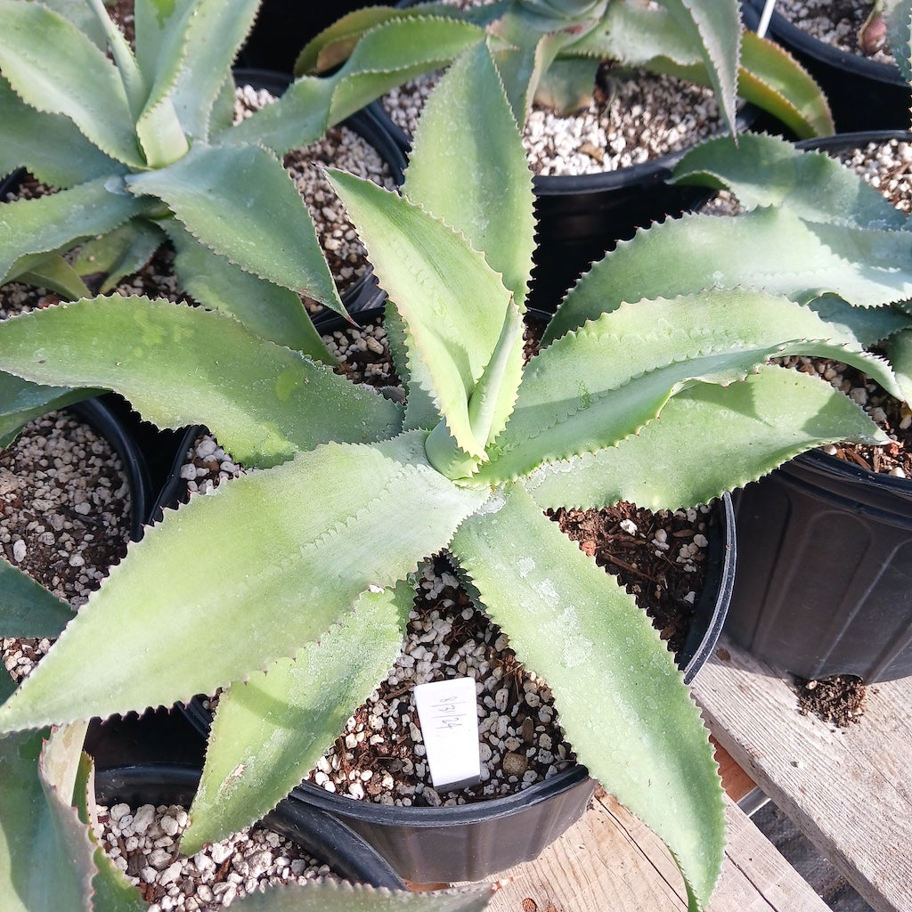 Agave gypsophila "Curly" 2ga