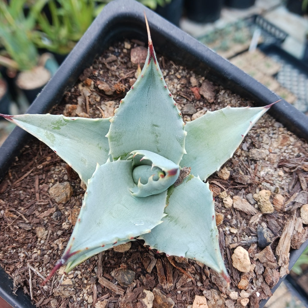 Agave sebastiana in 4in container top view