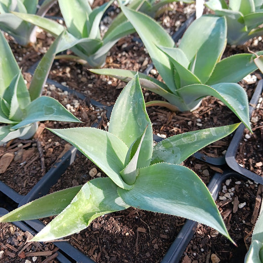 Agave "True Beauty" in a 4in nursery pot