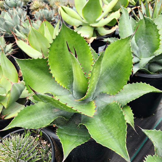 Agave Mr. Ripple in 5ga nursery pot