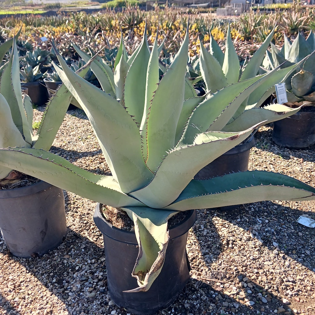Agave asperrima