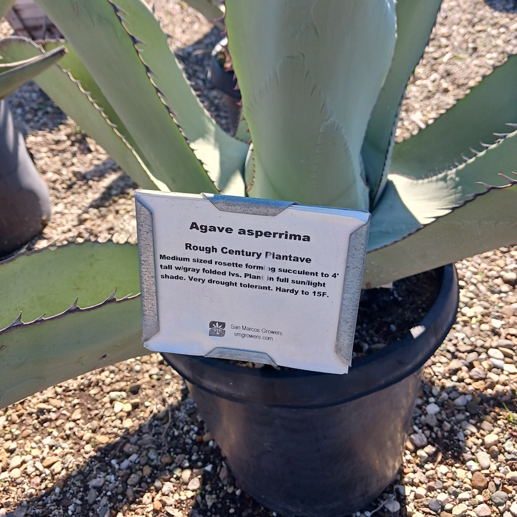 Agave asperrima - 15ga – dryoasisplants