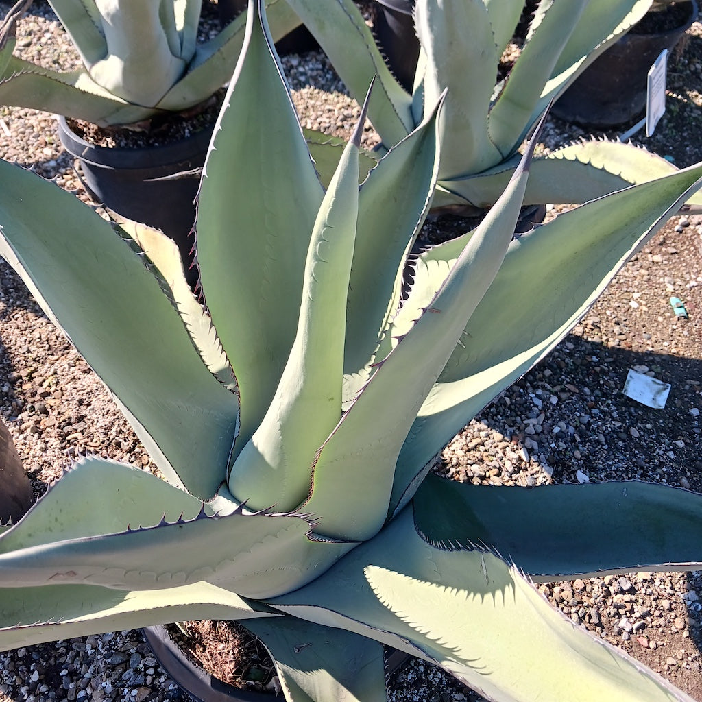 Agave asperrima