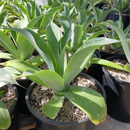 Agave "Blue Fantastic" - 3ga
