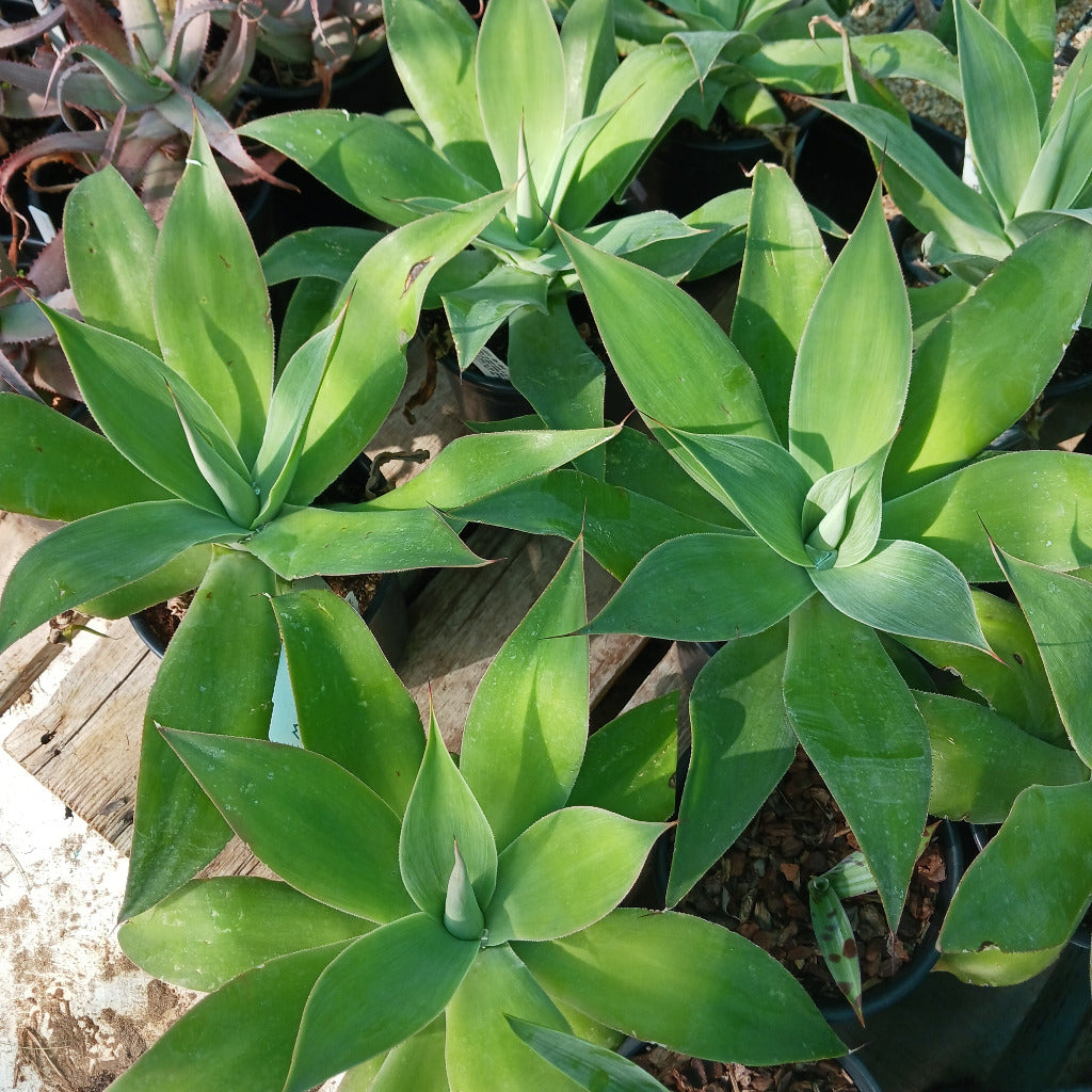 Agave "Blue Flame" viewed from top