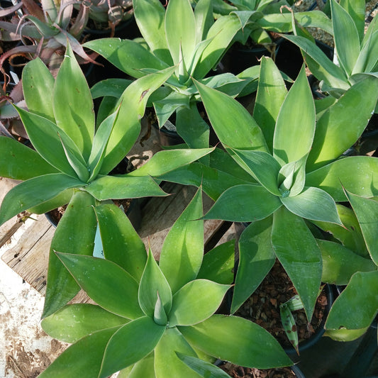 Agave "Blue Flame" viewed from top