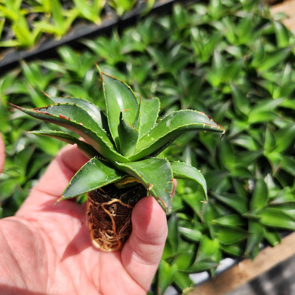 Agave 'Blue Glow' plug