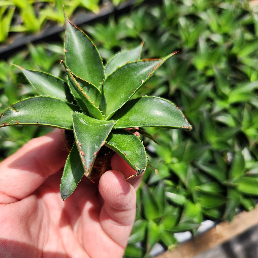 Agave 'Blue Glow' plug