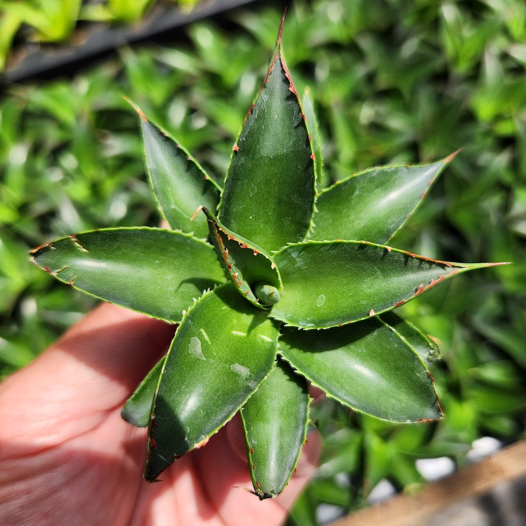 Agave 'Blue Glow' plug
