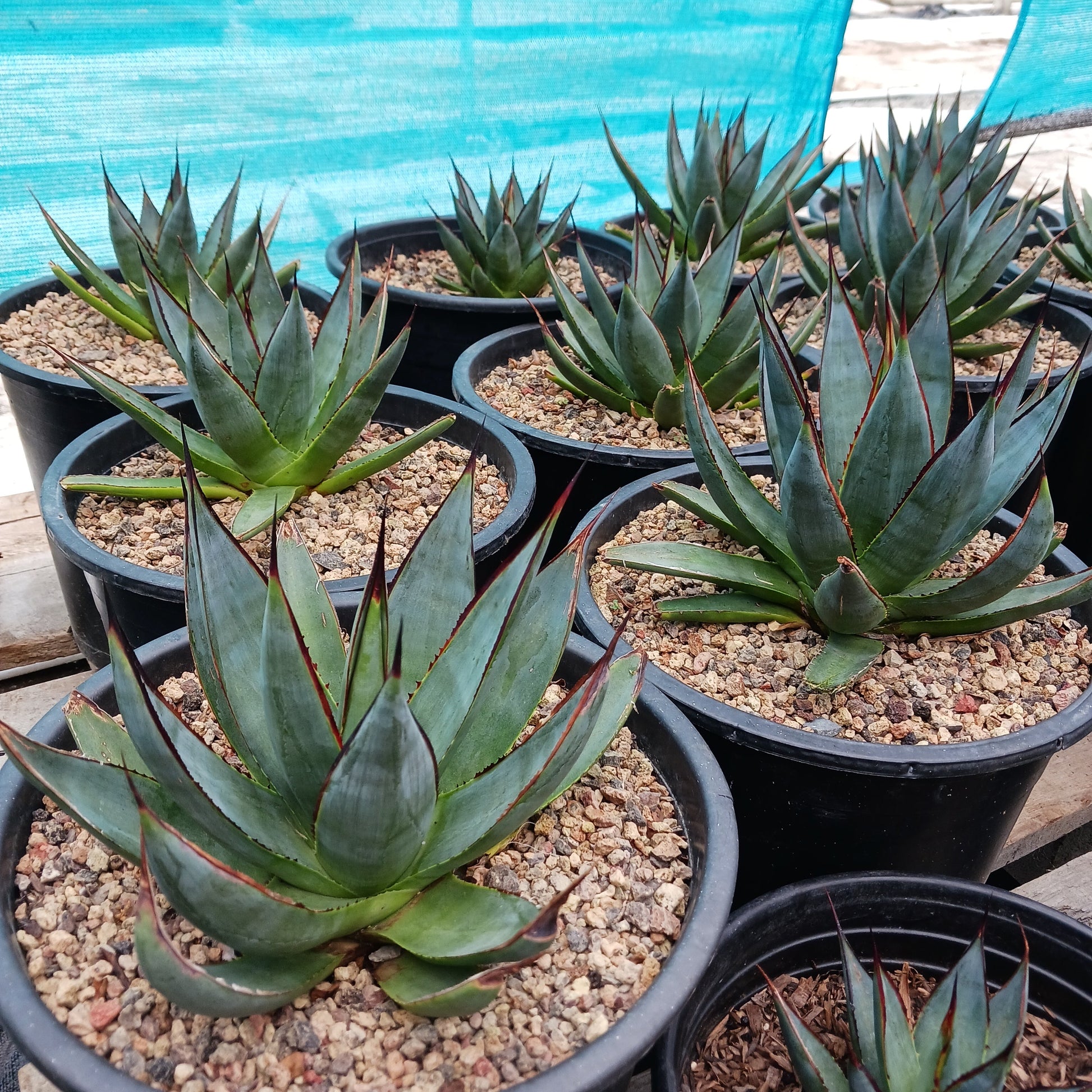 Agave several Agave "Blue Glow" in 5ga nursery container