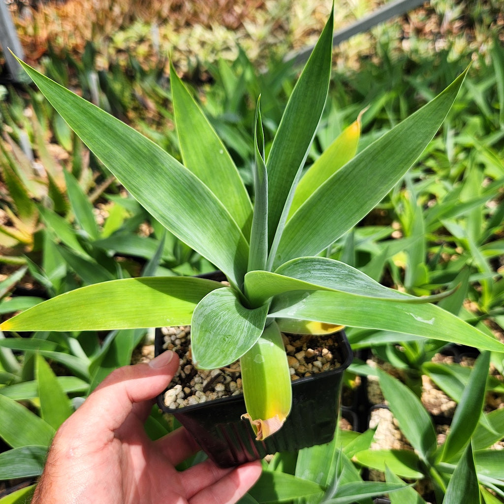 Agave attenuata "Boutin Blue"- 4in