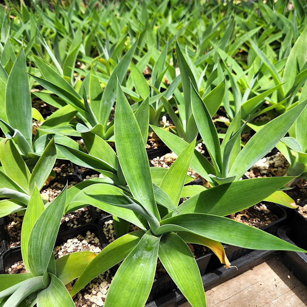 Agave attenuata "Boutin Blue"- 4in
