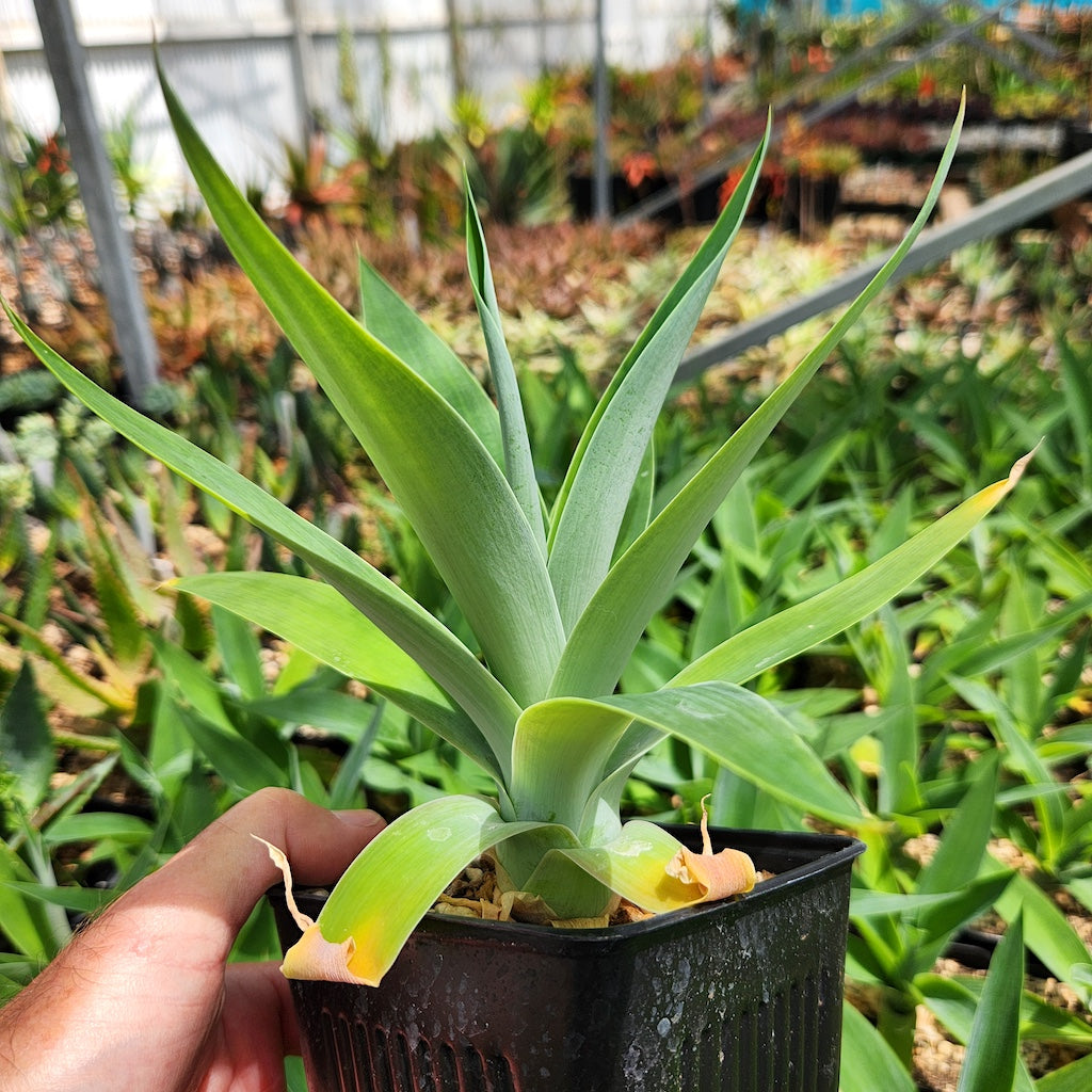 Agave attenuata "Boutin Blue"- 4in