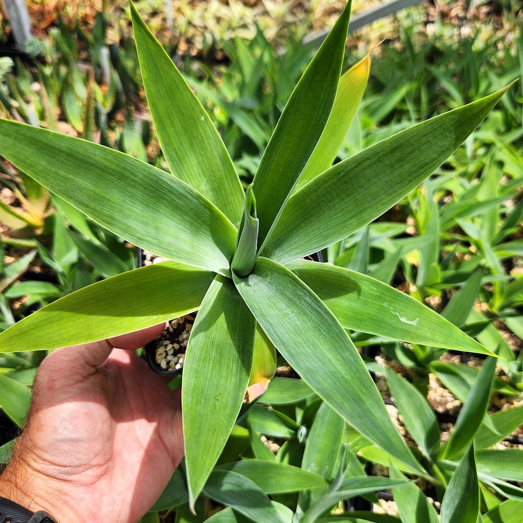 Agave attenuata "Boutin Blue"- 4in