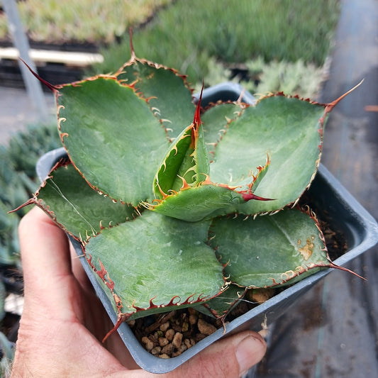 Agave bovicornuta