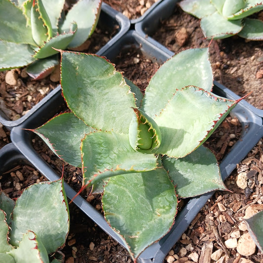 Agave bovicornuta - 4in