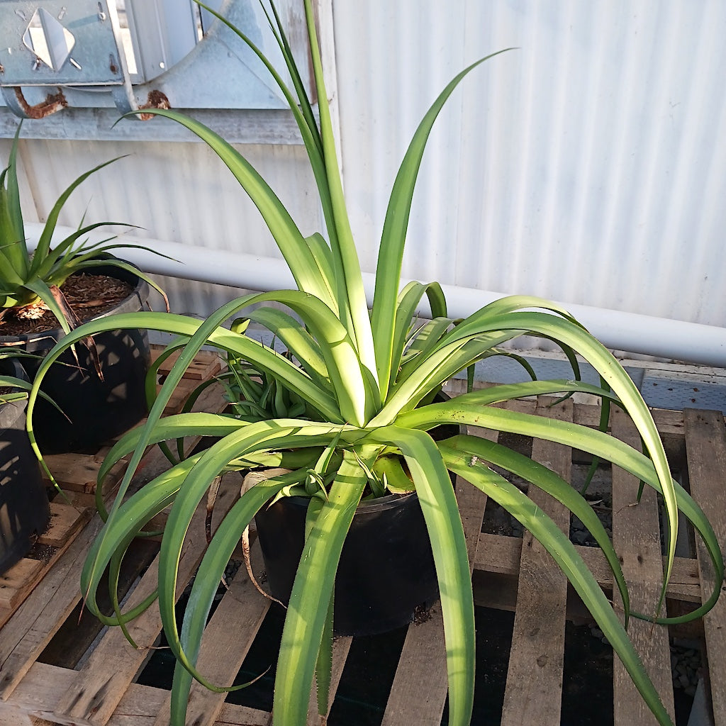 Agave bracteosa 'mateo' in 10ga pot