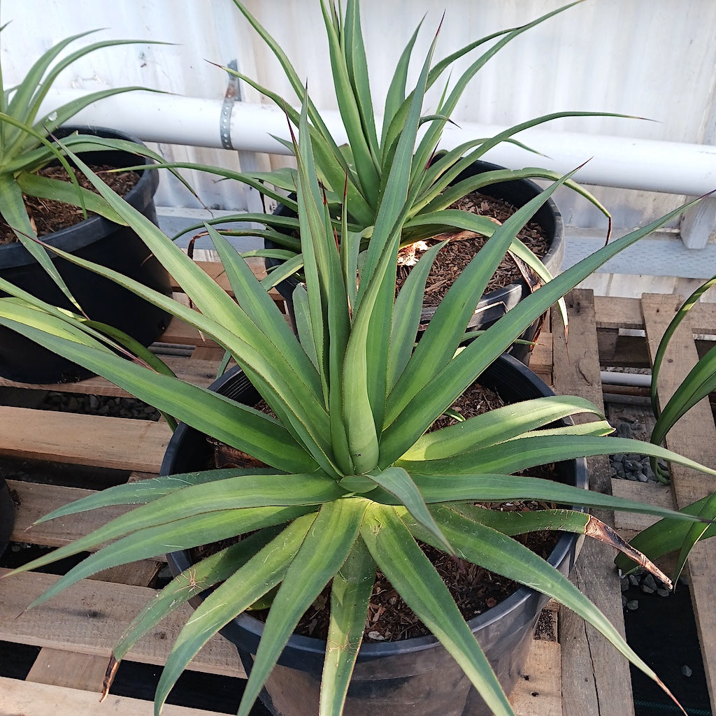 Agave bracteosa 'mateo' in 10ga pot