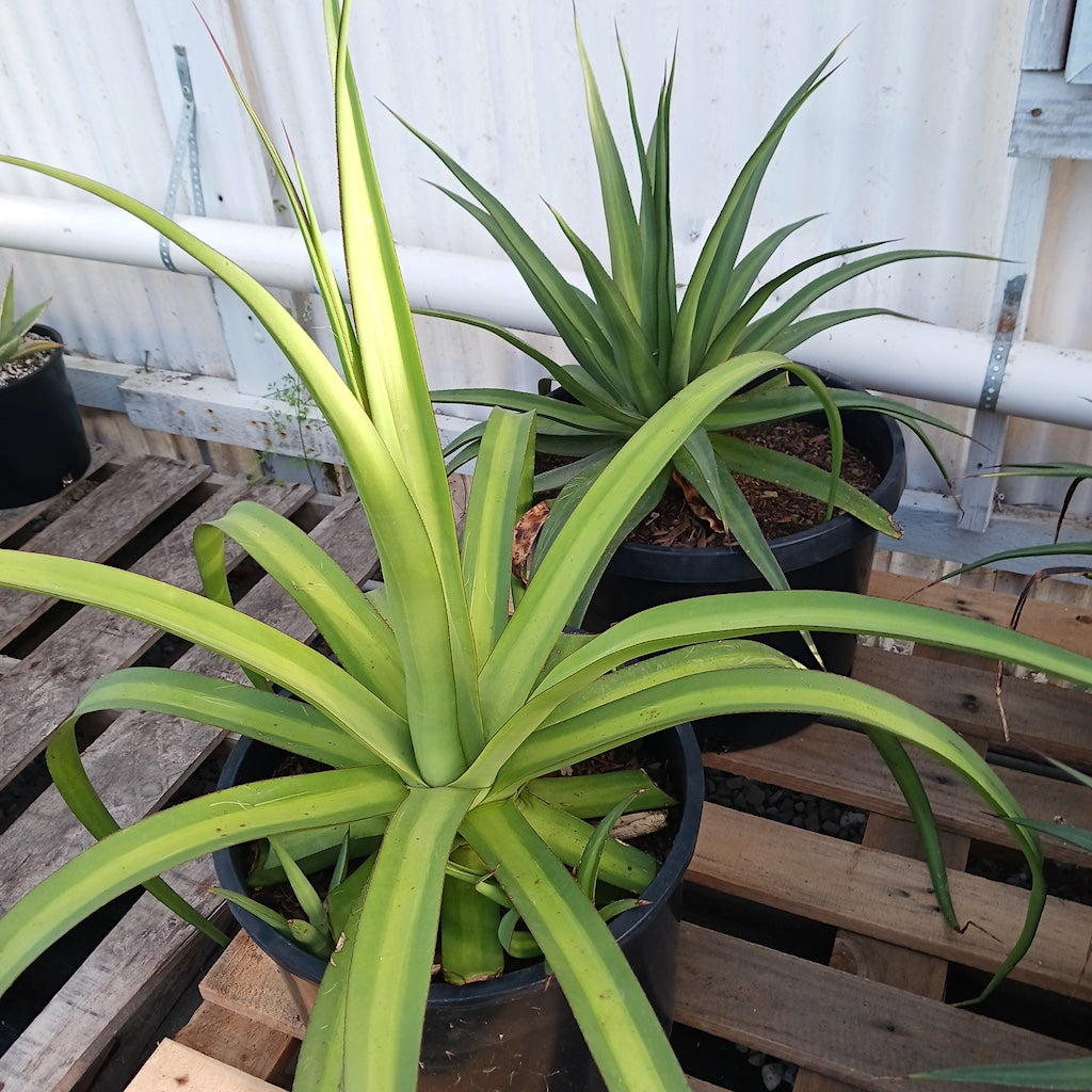 Agave bracteosa 'mateo' in 10ga pot